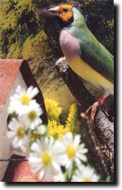 Aviary Plants - Article and Information - ladygouldianfinch.com